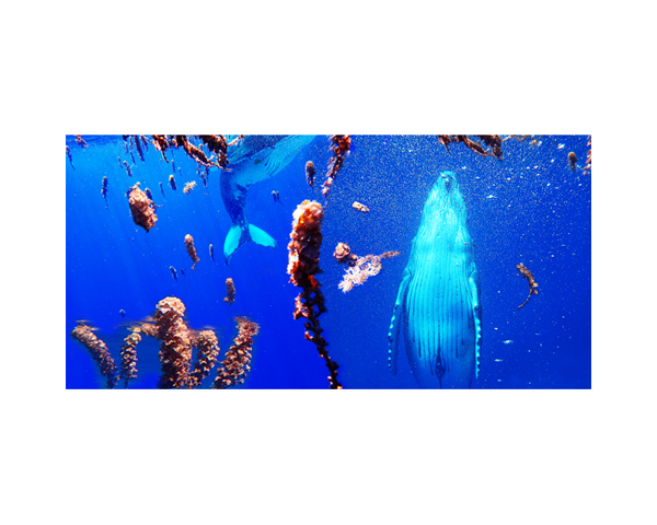 Humpbacks & Seaweed