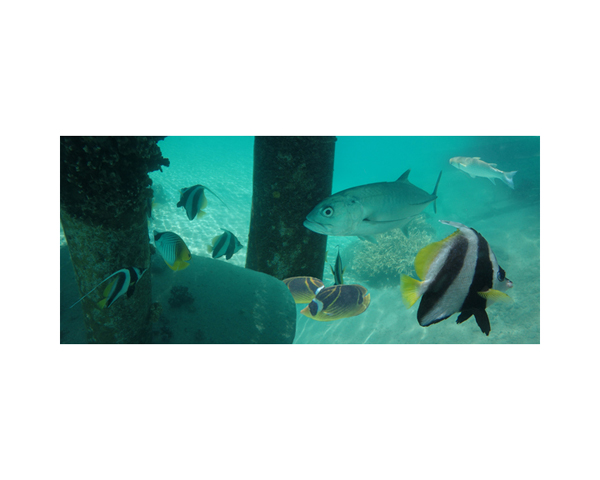 Tahiti fish