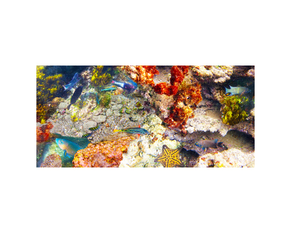 Galapagos Fish 1