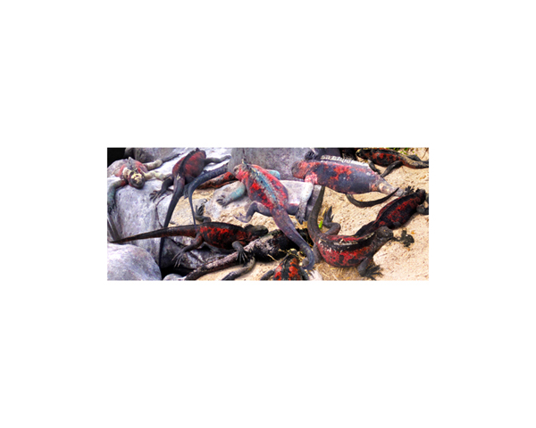 Galapagos Iguanas 8