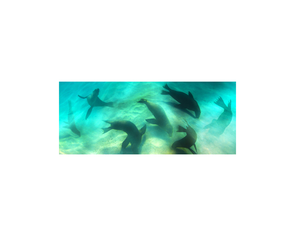 Galapagos Sea Lions 3