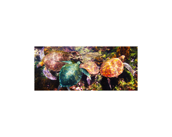 Galapagos Sea Turtles