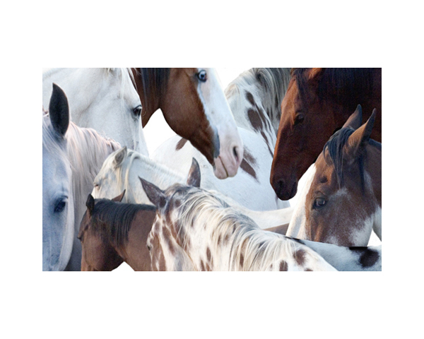 Horses 5 Montana