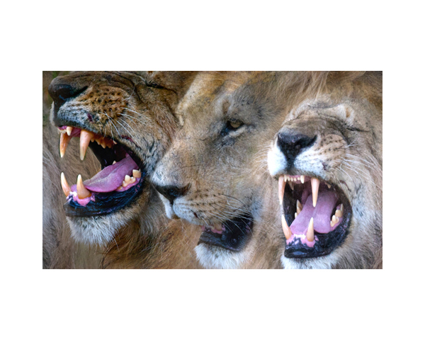 Johnathan's Lions 2