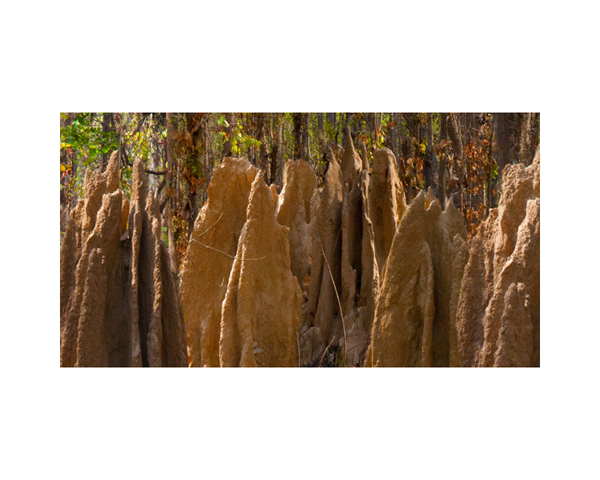 Nepal Termite Hills 2