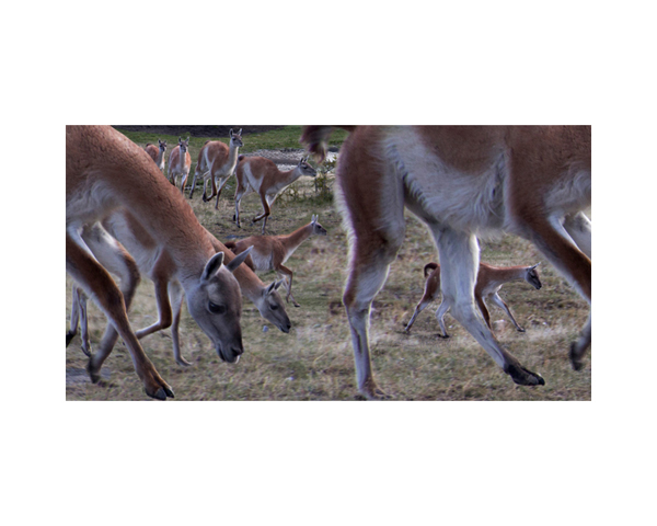 Patagonia Guanacos