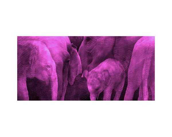 Pink Elephant
