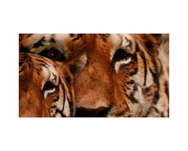 Tiger France