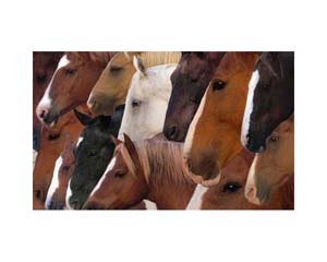 Horses Heads Montana