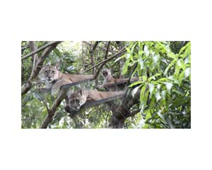 Lions Costa Rica Zoo