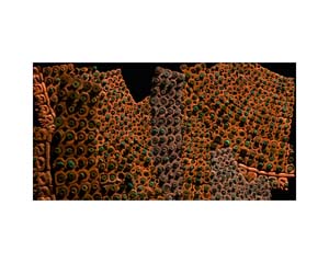 Silver Large Necklace 1