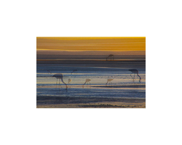 Atacama Flamingos Sunset