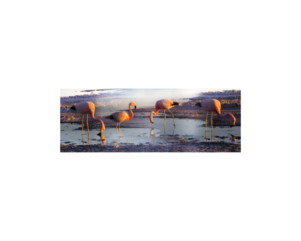 Atacama Pink Flamingos 1