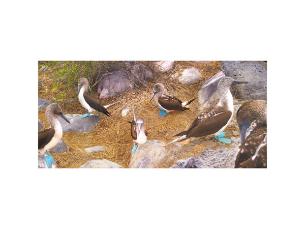 Galapagos Blue Ft Booby 3
