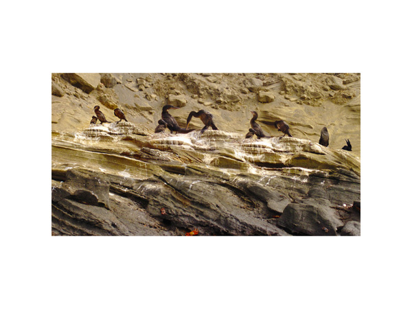 Galapagos Cormorants