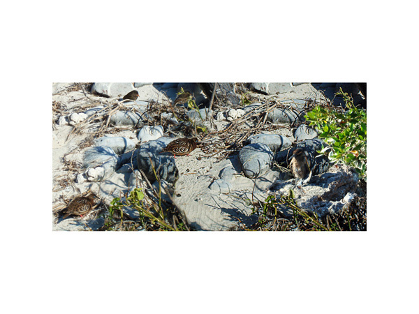 Galapagos Doves