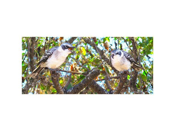 Galapagos Finch