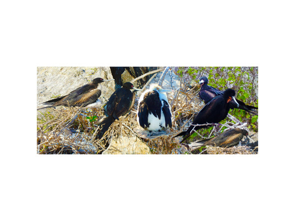 Galapagos Frigate Nests