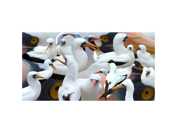 Galapagos Nasca Booby 1