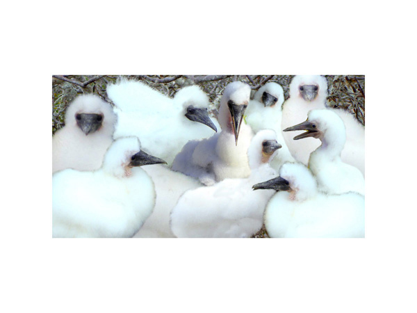 Galapagos Nasca Booby 2