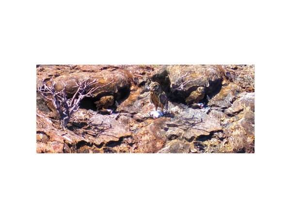 Galapagos Owl