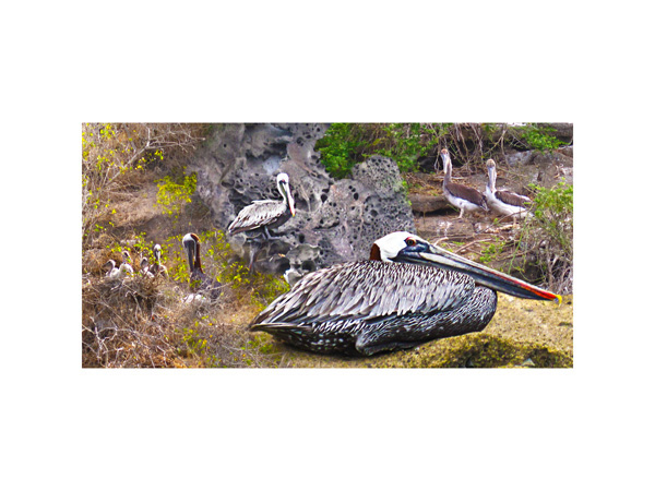 Galapagos Pelican 2