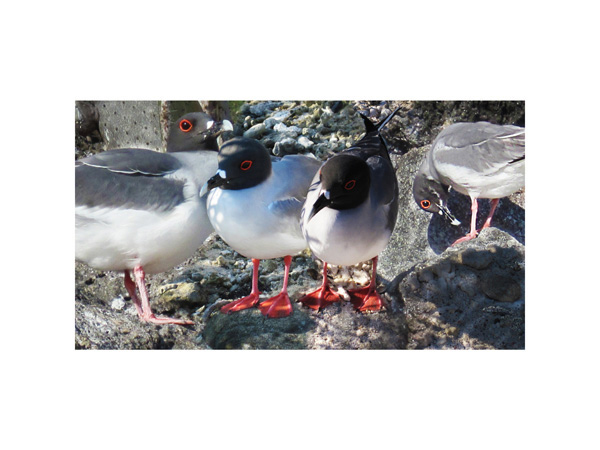 Galapagos Red Eyes