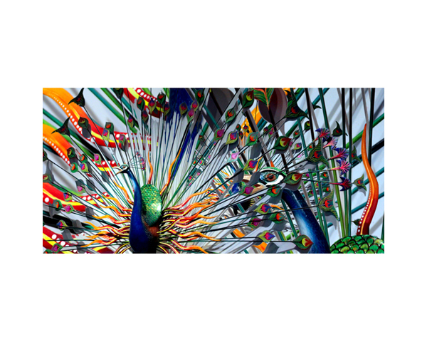 Peacock 2