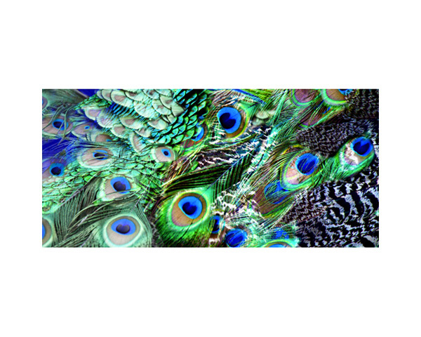 Peacock Feathers