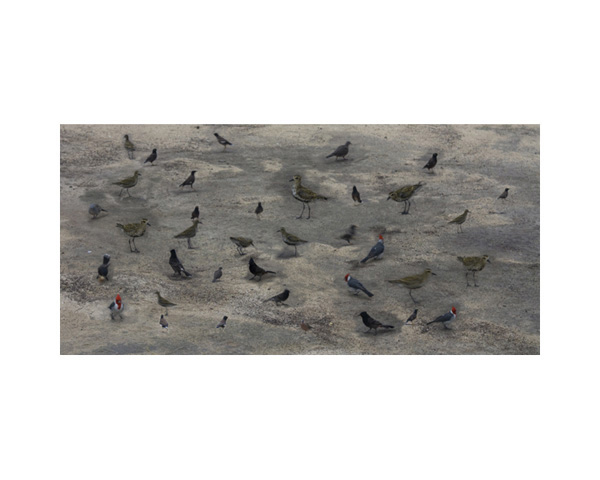 Picnic Birds Hawaii