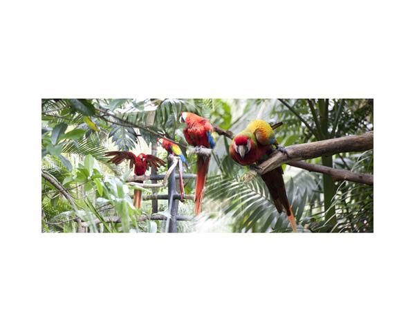 Zoo Birds