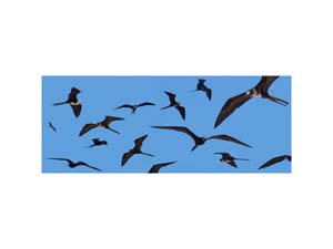 Galapagos Frigate Sky 2