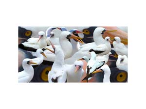 Galapagos Nasca Booby 1