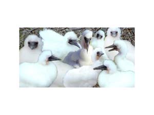 Galapagos Nasca Booby 2