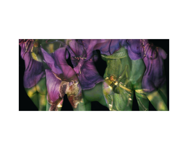 Purple Flower Nude