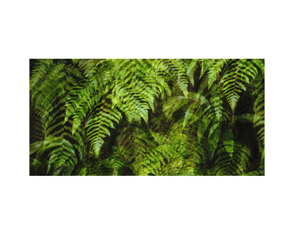 Ferns Madikeri India