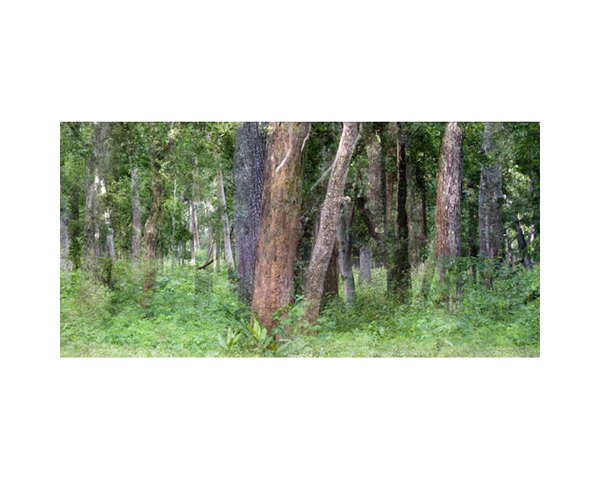 India Forest
