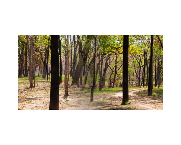 Nepal Tree Trunks 1