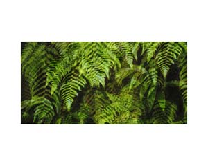 Ferns Madikeri India