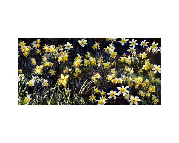 Daffodils