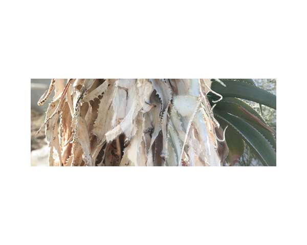 Kew Cactus Fish Spines
