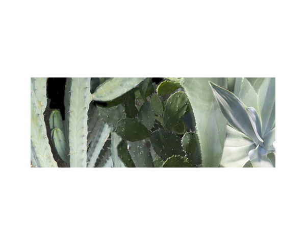 Kew Cactus Green 1