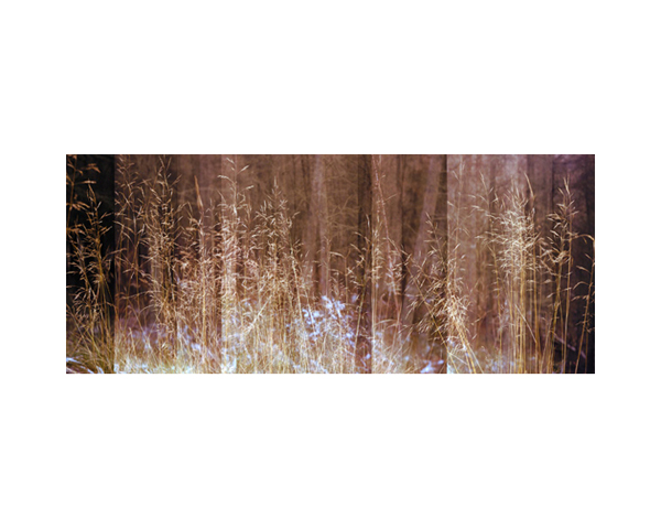 Tall Grass Wales