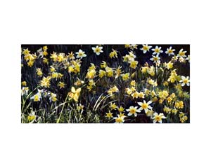 Daffodils