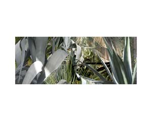 Kew Cactus Big Leaves