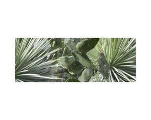 Kew Cactus Pointy Bush