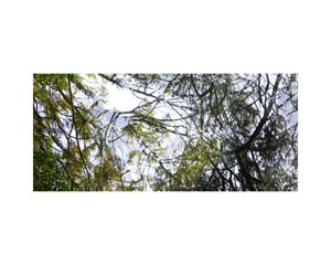 Trees Compton Abdale