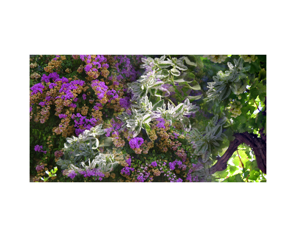 Alhambra Flowers 3 Spain