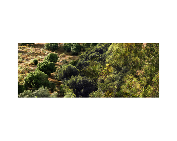 Spain Landscape1d