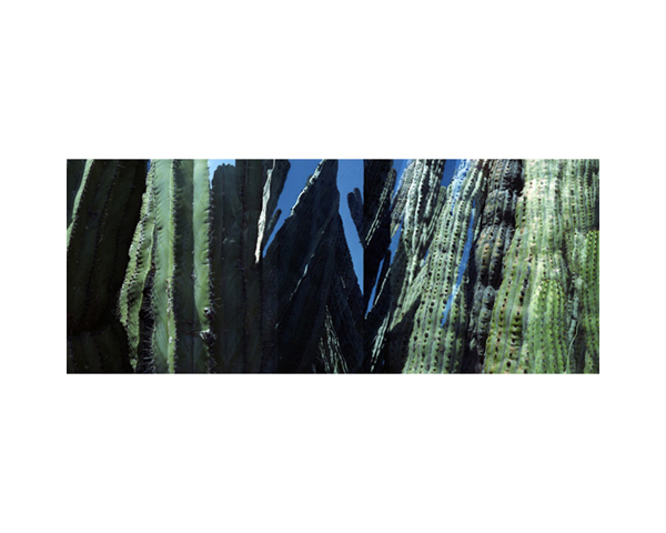 Cactus IV Arizona